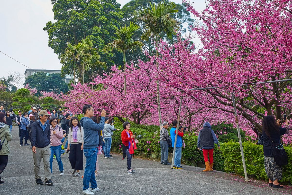 ▲天元宮後山「三色櫻」每年都吸引不少遊客前往賞櫻。（圖／資料畫面）