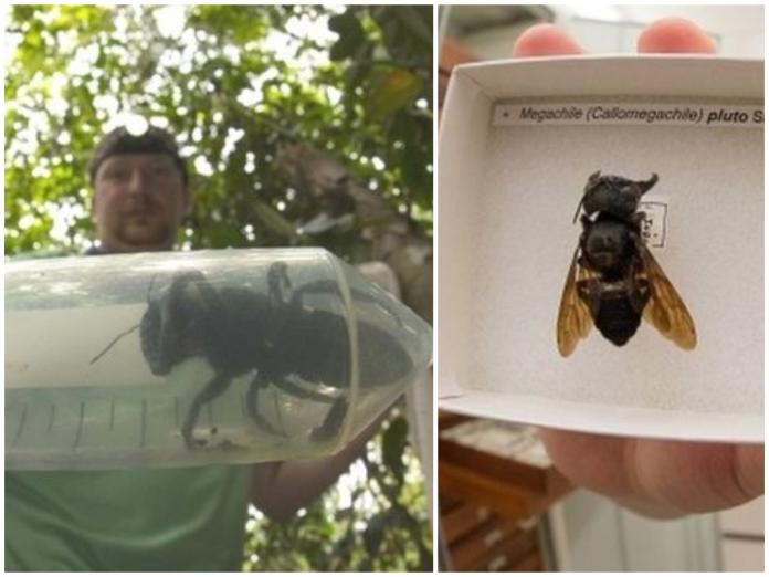 ▲研究隊在印尼找到世界最大的華萊士巨型蜜蜂。（圖／翻攝自 BBC ）