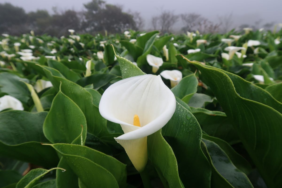▲今年竹子湖海芋季預定於 3 月 29 日正式開始，花期將一路開至 5 月，不過陽明山竹子湖地區的海芋已經逐漸盛開。（圖／台北市農會）