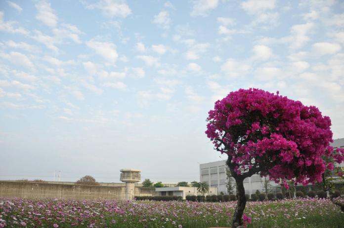 收容人種植波斯菊　綠美化雲二監獄