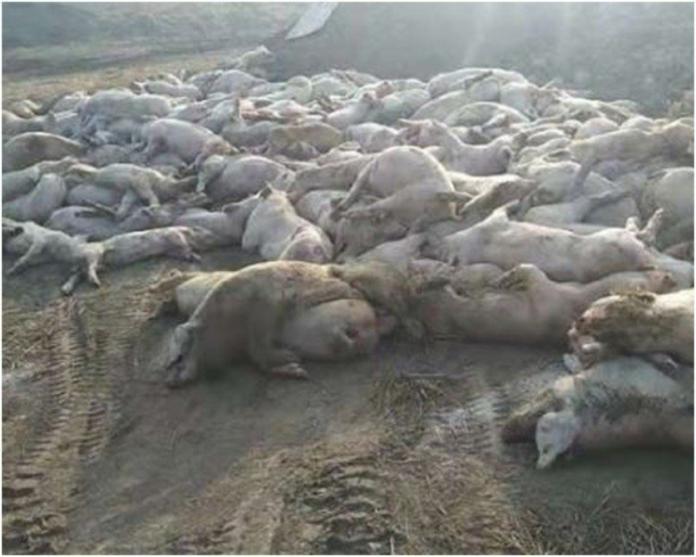 河北保定養豬場疑似有1.5萬頭豬暴斃。（圖／翻攝微博）
