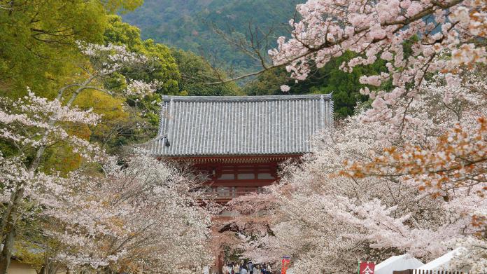 ▲隨著櫻花季節的到來，樂天旅遊特別精選京都賞花5大景點，包含宇治橋、清水寺、祇園白川、 醍醐寺，以及嵐山渡月。（圖／樂天提供）