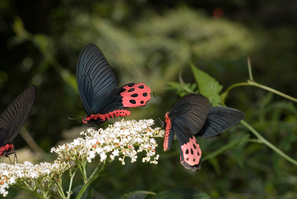 在高雄後花園拍攝到的曙鳳蝶。（圖／特生中心提供）