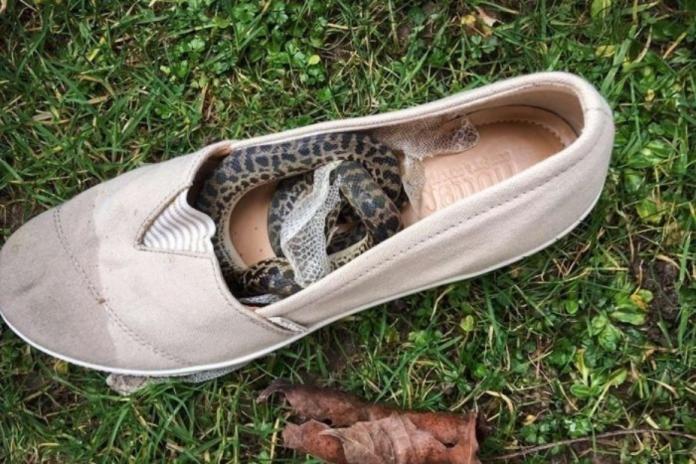 澳洲一隻小蟒蛇躲進鞋子裡，鞋子又被放進行李箱，直到婦女返回位於英國蘇格蘭的家中，才發現鞋子裡有蛇。（圖／翻攝網路）