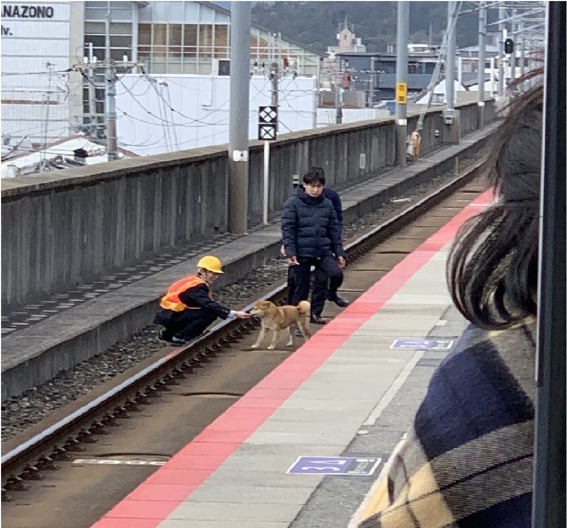 ▲日本一隻柴犬誤闖到鐵軌，造成電車停駛誤點，不過網友全原諒了。（圖／翻攝自推特）