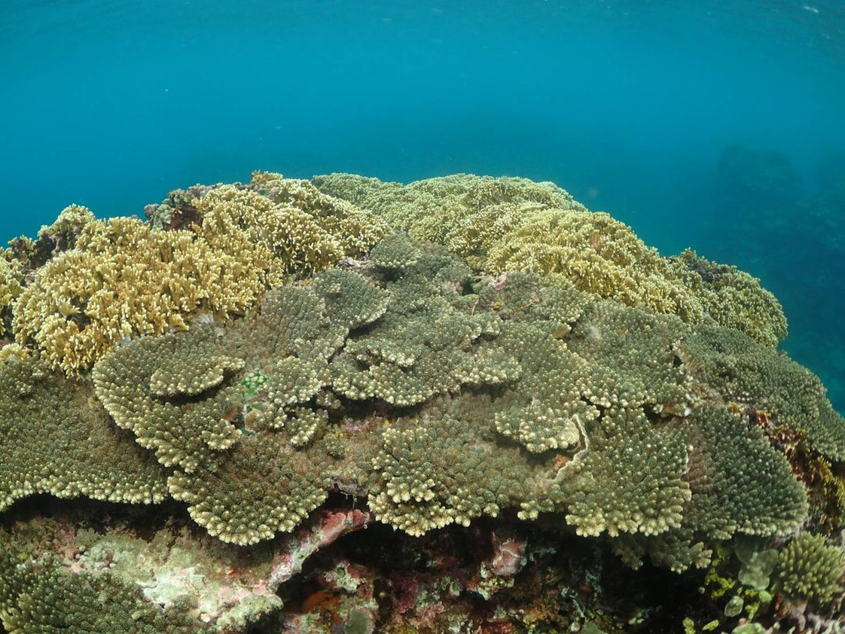 基翬海岸有豐富的珊瑚礁生態。（圖／地球公民基金會提供）