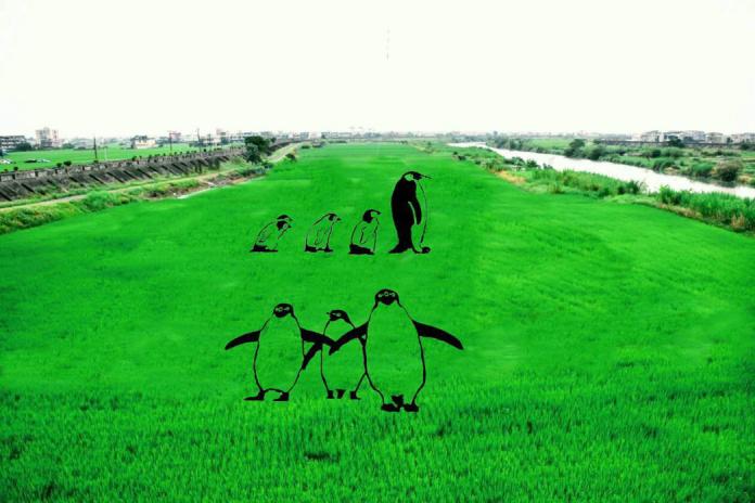 壯圍鄉公所彩繪稻田七隻企鵝圖騰模擬示意圖
