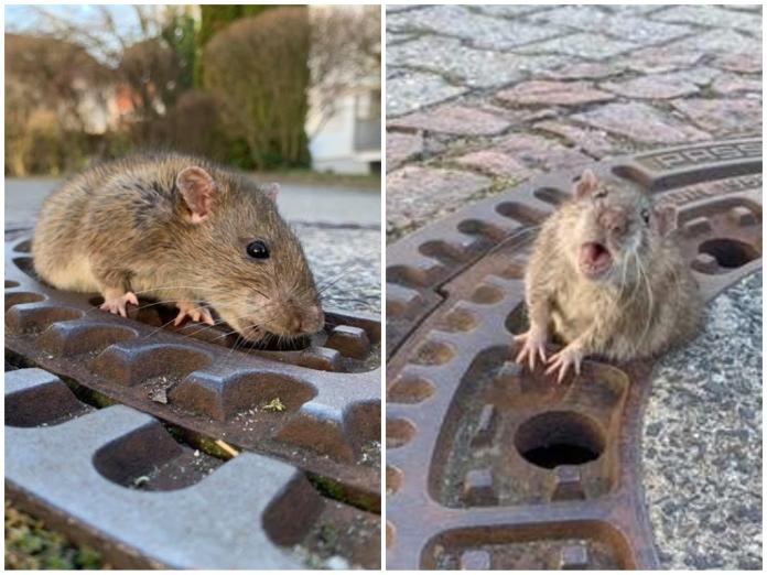 ▲德國一隻老鼠因為太胖導致卡在人孔蓋的洞中動彈不得。（圖／翻攝自臉書Berufstierrettung Rhein Neckar）