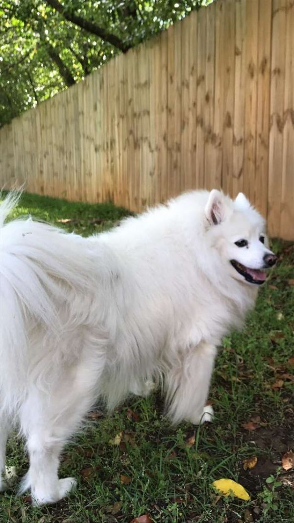 葛瑞絲是一隻美國愛斯基摩犬，平常牠最喜歡待在院子裡，在守護家園的同時，也和院子裡的各種動物交朋友！