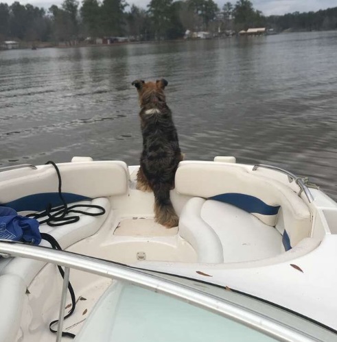 小憩之後，布魯克斯開船載牠悠哉游湖～看得出來蘇珊很享受眼前的美景。（圖／twitter＠BRabrenGolf）