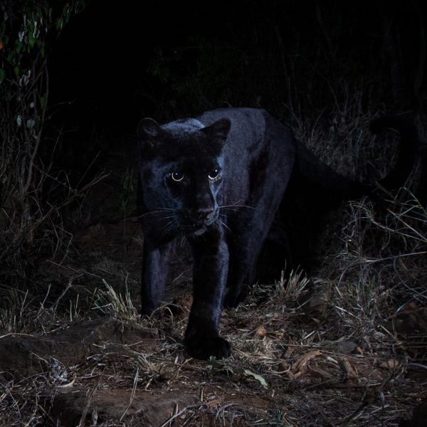 相隔 110 年，終於在非洲大陸拍攝到野生黑豹的蹤影。（圖／翻攝自Burrard-Lucas Photography臉書）