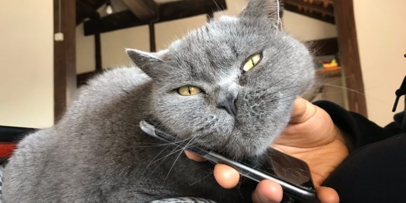 日本貓咪討關注妙招　一滑手機就饋下巴：摸我！
