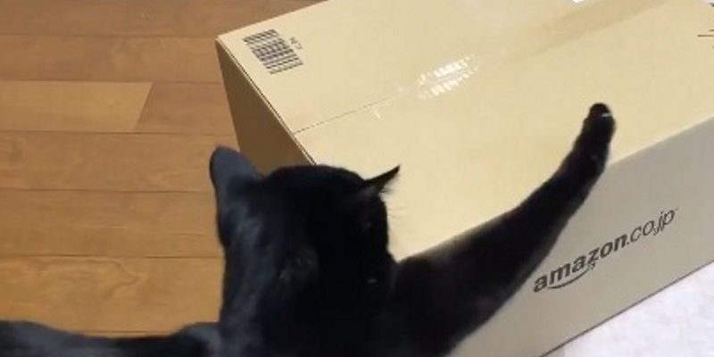 黑貓試圖打開亞馬遜紙箱　意外被發現原來是左撇子？！
