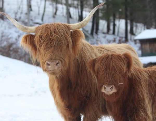 蘇格蘭高地牛模樣可愛。（圖／翻攝自 Happy Hens & Highlands 的 IG ）