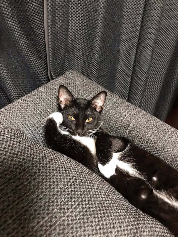 看看這個自信滿的表情和囂張的姿勢，比人類還像人類啊！（圖／twitter＠mpvql）