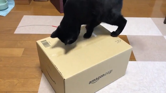 有天家裡收到了貓咪們最愛的亞馬遜紙箱，黑豆當然也很迫不及待想進去！