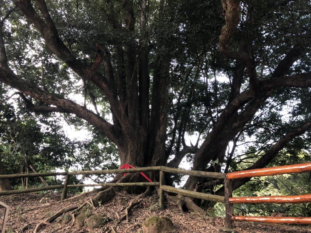 東勢林場大樹公。（圖／連宜方攝）