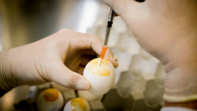 中研院用雞蛋做流感疫苗 防禦效果提高3-4倍
