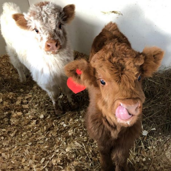 蘇格蘭高地牛模樣可愛。（圖／翻攝自 Happy Hens & Highlands 的 IG ）