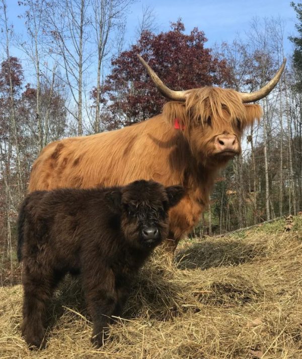 蘇格蘭高地牛模樣可愛。（圖／翻攝自 Happy Hens & Highlands 的 IG ）