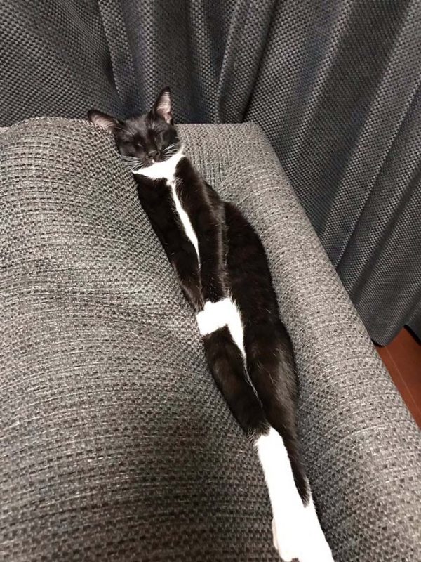 黑助平常最喜歡把自己卡進這個沙發靠墊的縫縫裡睡覺，看起來似乎很舒服～（圖／twitter＠mpvql）