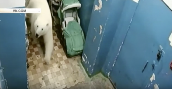 俄羅斯的北極熊闖入民宅覓食。（圖／翻攝YouTube影片）