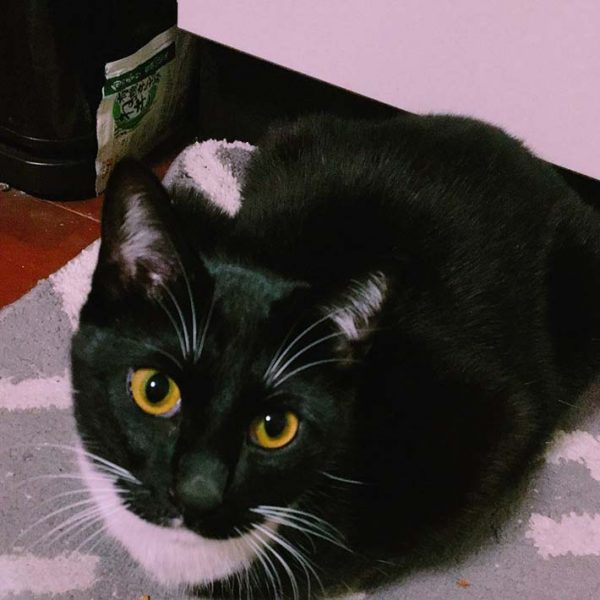 黑白貓黑助一身毛皮黑到發亮，看得出來主人十分疼愛。（圖／twitter＠mpvql）