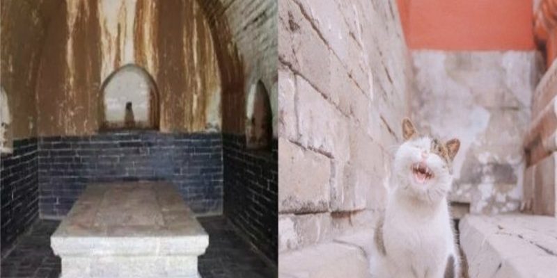 南京考古發現「貓奴」公主　兩隻貓陪葬疑為懷慶公主寵物
