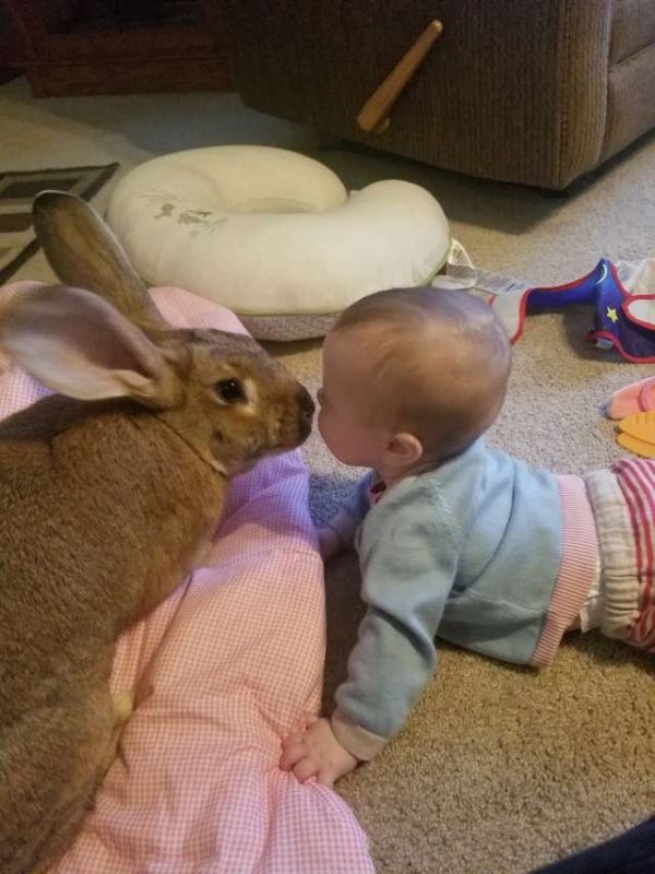 從小就跟兔兔們一起長大，貝莉也相當習慣和牠們相處。而隨著她長大，爸媽也開始教導她一些關於兔兔的事，他們認為生命教育永遠不嫌早。（圖／Jenn Eckert）