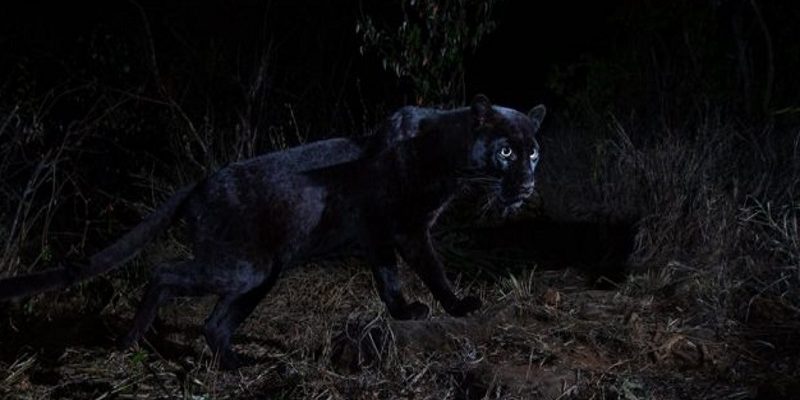 相隔110年！肯亞拍到野生「黑豹」蹤跡　超清晰照片曝光
