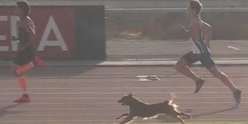 400公尺短跑比賽狗狗亂入　一路陪跑還領先正牌選手！
