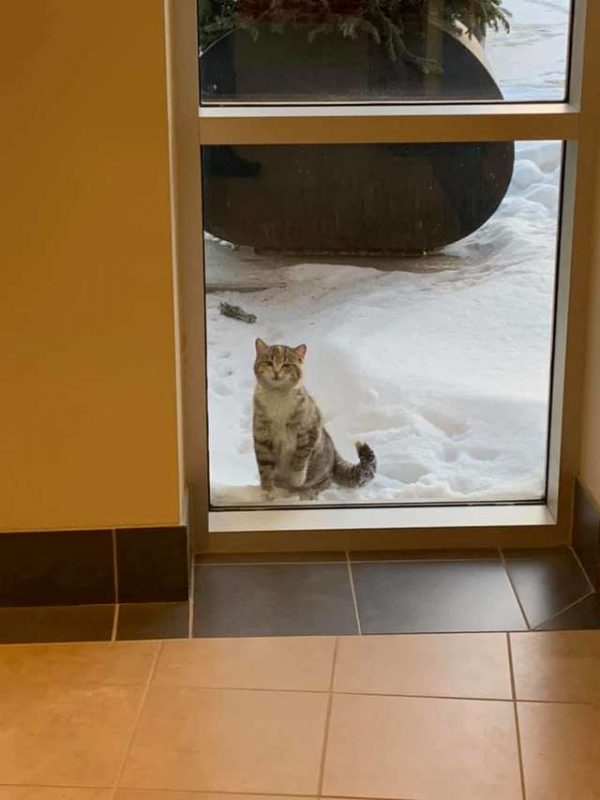 上個月一個極度寒冷的天氣裡，一隻小浪貓突然出現在斯坦巴克消防局外，可憐兮兮地望著裡面的人。