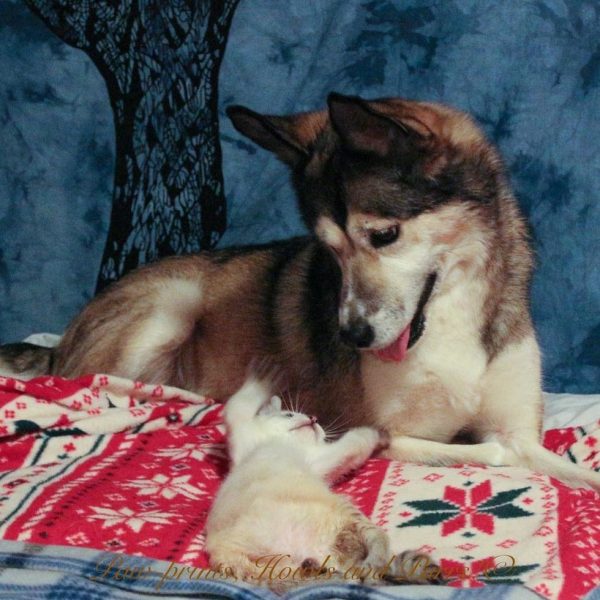  Alaska's KAAATs的創辦人雪儂決定將哈波帶回家照顧。雖然她家有三隻狗狗，但牠們對貓咪都十分友善，尤其是辛德。（圖／Shannon R Basner）