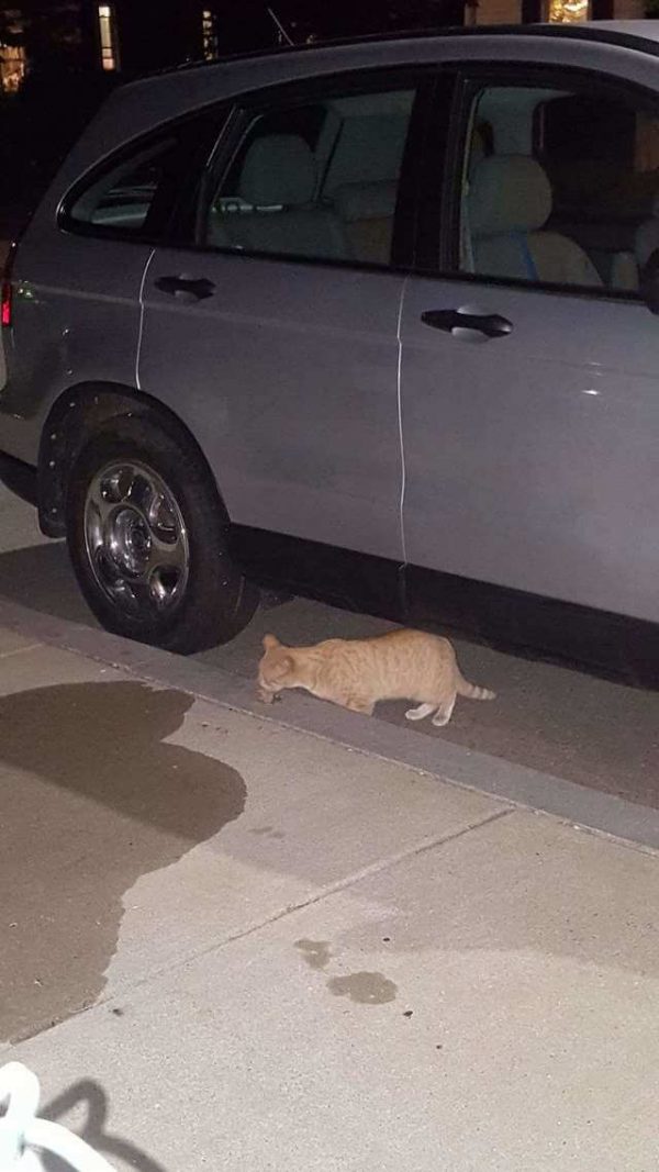 在街頭生活的橘貓OB非常不親人，戒心非常重。