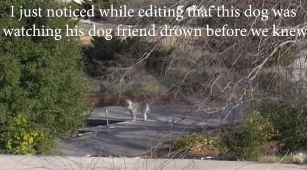 崔佛和戴夫一進園區沒多久就注意到有一隻大白狗。（圖／翻攝自Youtube@Trevor Costelloe ）