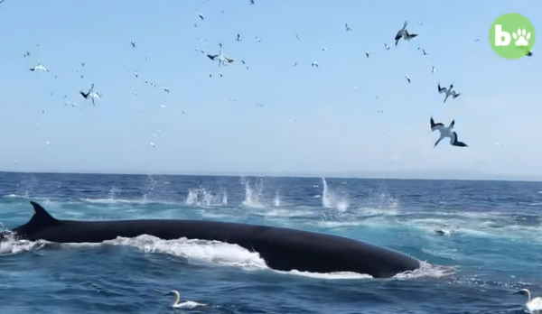 潛水攝影師申普夫（ Rainer Schimpf ）在外海進行拍攝，遇上一隻覓食中布氏鯨，整個人慘遭大口含住，所幸布氏鯨幾秒後便張嘴放開。（圖／翻攝自Youtube Barcroft Animals）
