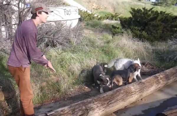 狗狗獲救後，牠的二隻好朋友立刻衝上前去關心牠。（圖／翻攝自Youtube@Trevor Costelloe）