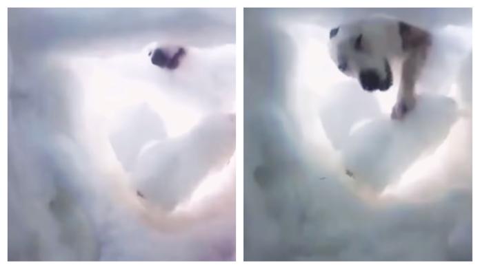 ▲救難犬神救援受困大雪的登山客，第一人稱視角紀錄搜救過程的影片在網路爆紅。（圖／截圖自英格蘭山地救難犬協會影片）