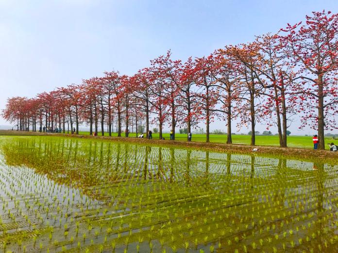 影／木棉樹一片橙紅、水稻綠　228連假CP值最高賞花景點
