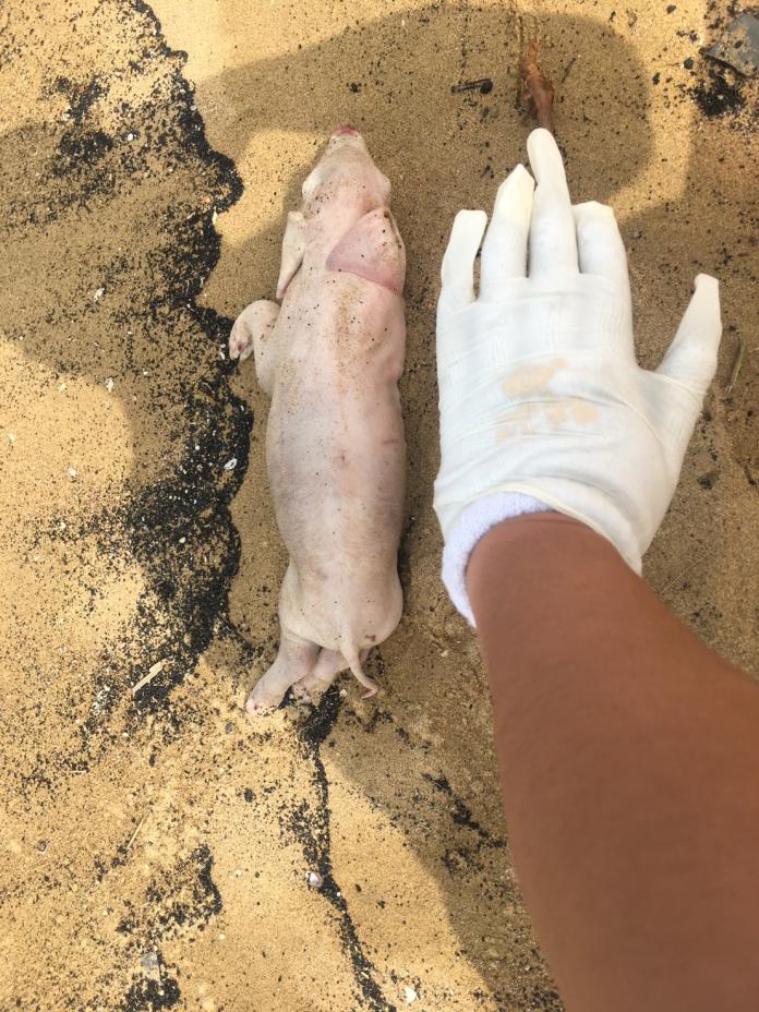 福隆沙灘死豬