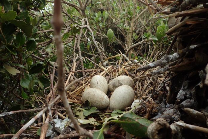 <br> ▲林務局已移除311顆卵。（圖／翻攝臉書「外來鳥種埃及聖䴉防治宣導」）