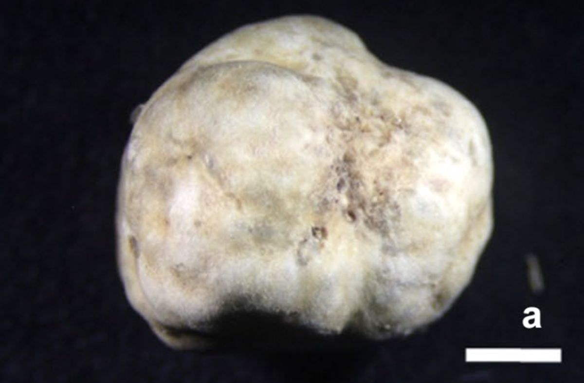 農委會發布台灣第一種白松露。（圖／農委會提供）