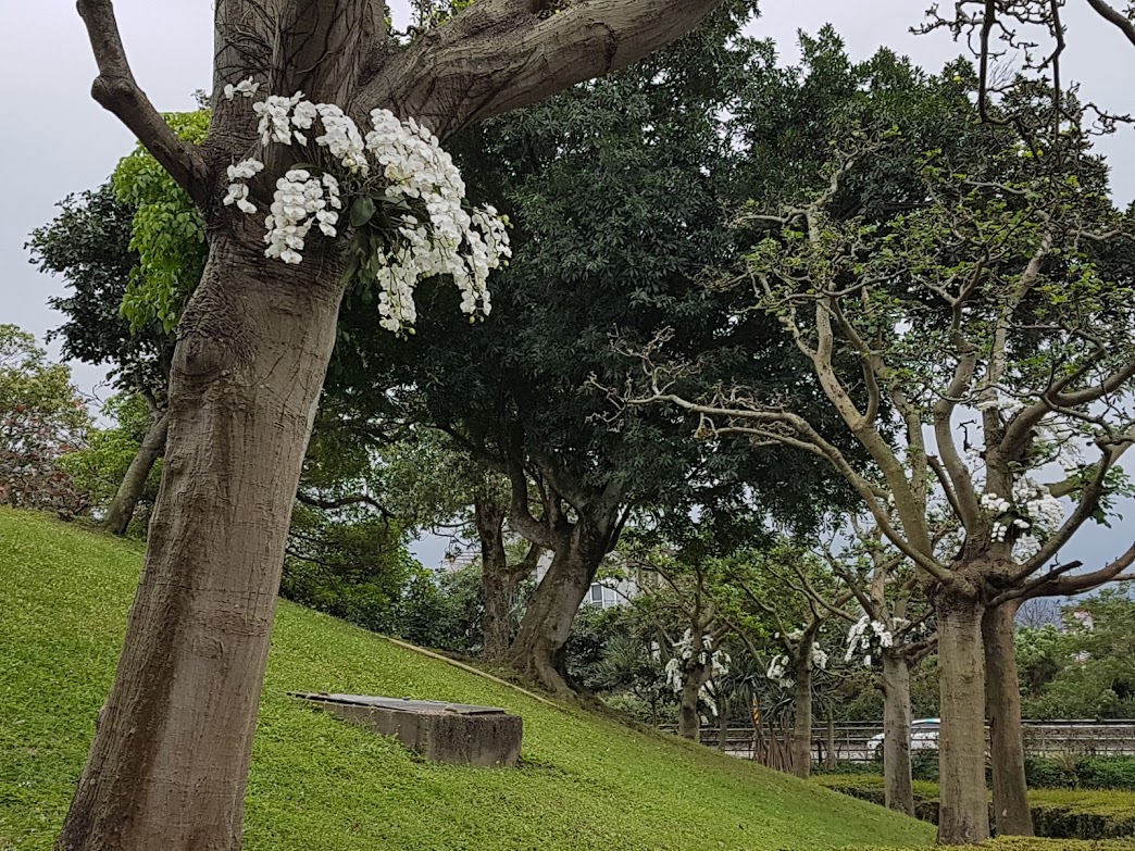 ▲臺灣輸澳蝴蝶蘭於113年7月至12月期間，連續六個月符合低不合格率的檢疫要求，恢復開放新增輸澳溫室登錄申請。（示意圖／記者李清貴攝,2019.3.6)