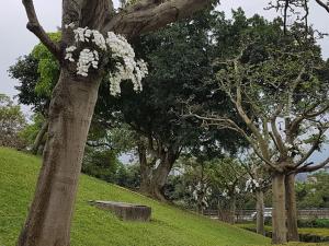 台灣蝴蝶蘭外銷再獲突破　「連6個月合格」澳洲恢復新增溫室登錄
