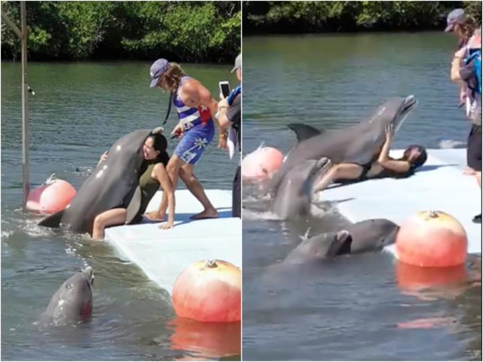 ▲太辣凍未條？正妹腿開開，海豚秒跳出水「硬上 10 秒」。（圖／翻攝自臉書「Comicos Ambulantes Perú Oficial
」）