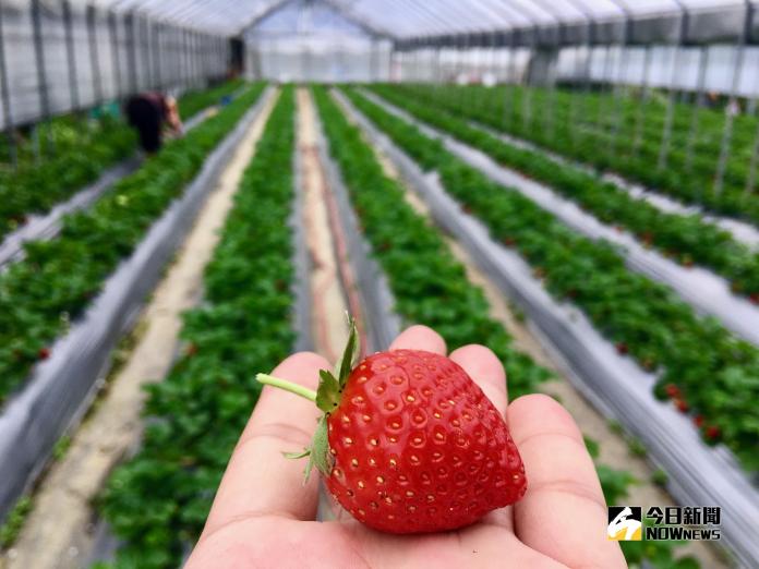 ▲2019 內湖草莓季這周末（ 9 日）開跑，台北市政府為吸引民眾多利用大眾交通工具前往，於草莓季期間之假日推出免費公車。（圖／記者陳致宇攝）