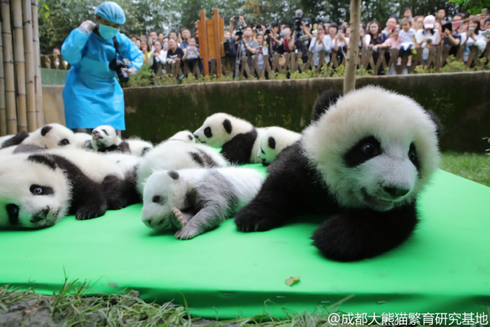 ▲大陸人大台灣省代表許沛將提議向台灣高雄市贈送大熊貓的建議。(圖／翻攝自四川成都大熊貓繁育研究基地）