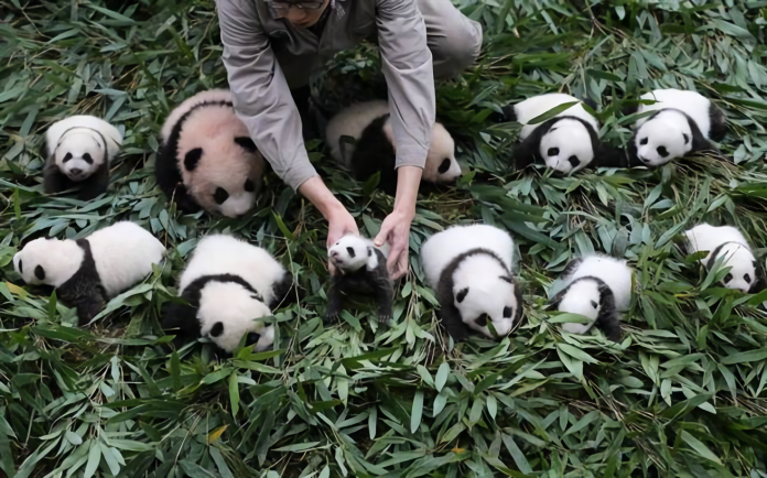▲許沛表示，「人要交流，動物也要交流」，她將提出「向台灣高雄市贈送大熊貓的建議」。（圖／翻攝自四川臥龍大熊貓保護研究中心）