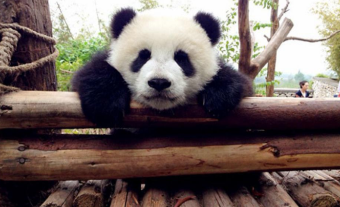 大陸送政治熊貓給韓國瑜　圓仔6歲生育計畫卻卡關
