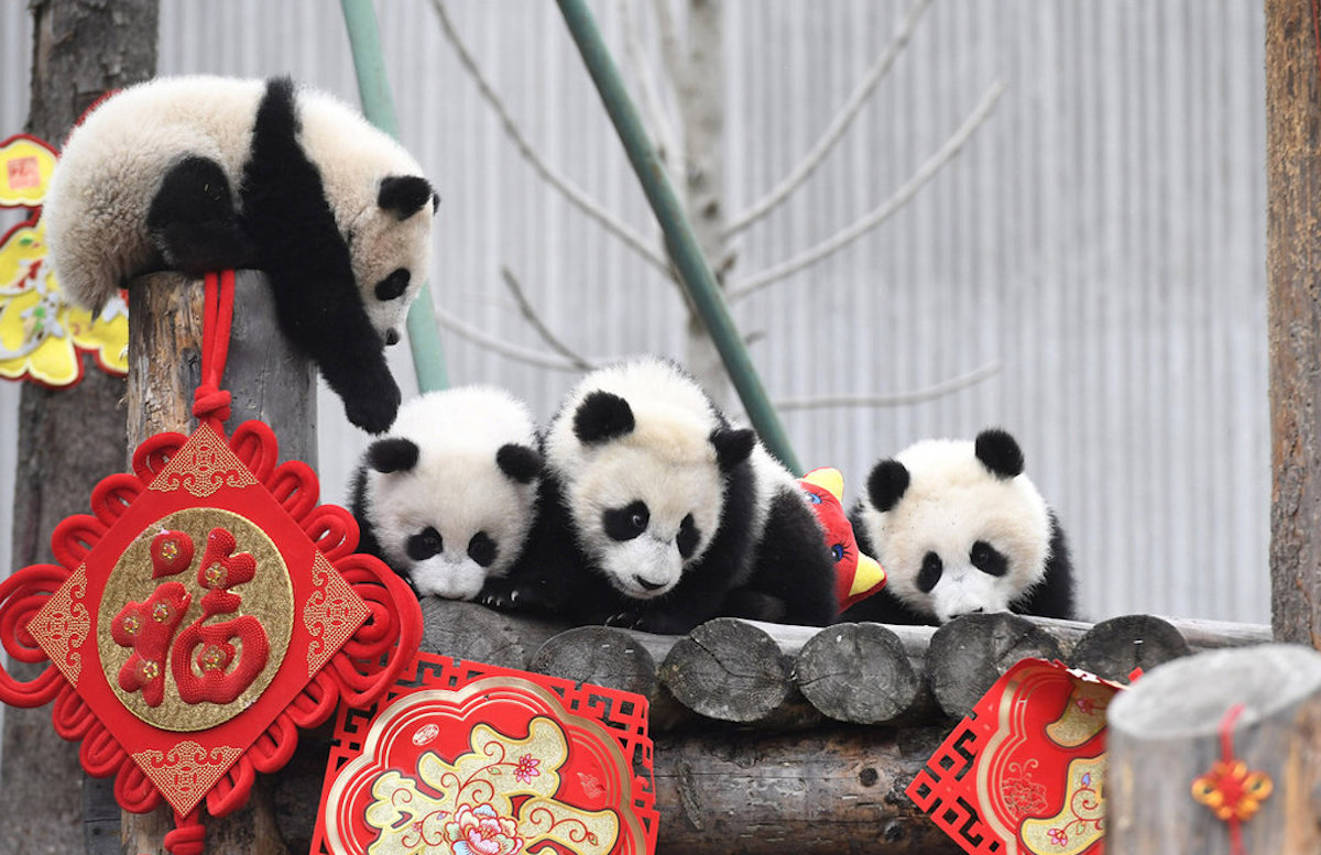 ▲對於中國大陸重慶動物園可能送 2 隻貓熊給高雄壽山動物園，律師呂秋遠在臉書 PO 文表示自己「反對動物外交」，因為「將野生動物送離原居地，只為了滿足人類的觀看慾望，對動物實在太殘忍。」（中新社提供）中央社 108 年 3 月 10 日